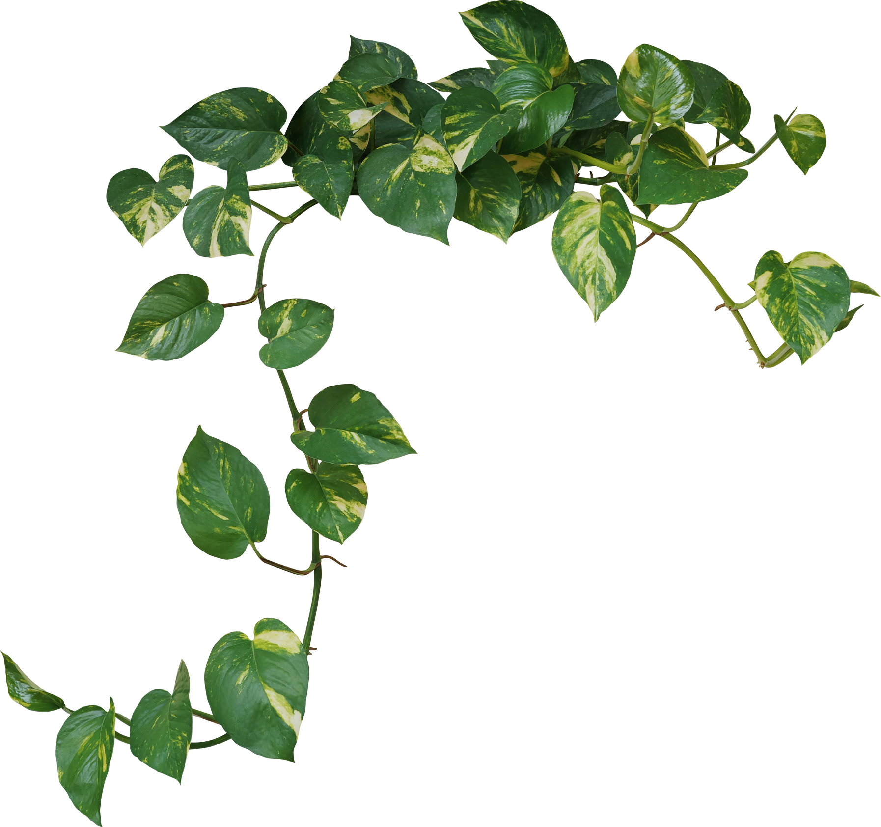 Heart shaped green variegated leave hanging vine plant bush of devil’s ivy or golden pothos (Epipremnum aureum) popular foliage tropical houseplant